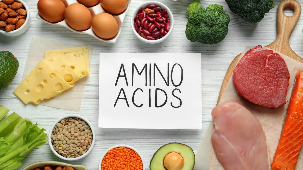 What Are Amino Acids: The Lego Bricks that Build Your Body
